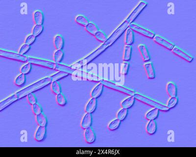 Illustration of Trichosporon fungi, showing septate hyphae ...