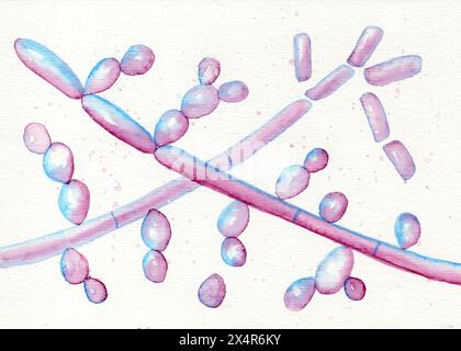 Illustration of Trichosporon fungi, showing septate hyphae ...