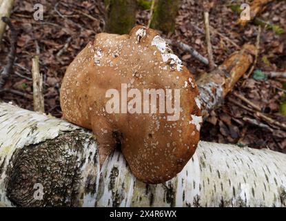 A weathered Fomitopsis betulina on a fallen birch tree, Quebec,Canada Stock Photo