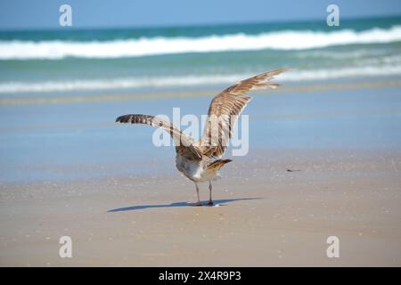 A herring seagull, standing on a sandy beach, wings fully extended, preparing to take flight as the waves crash at the oceans edge, Ponce Inlet, FL. Stock Photo