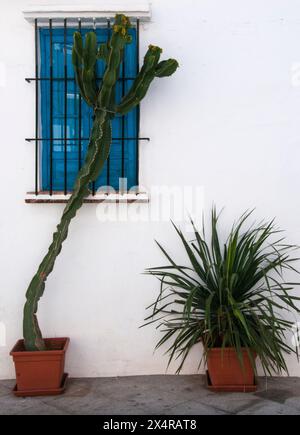 Succulent potplants enliven a whitewashed wall in the 'White Village' of Frigiliana, Andalucia, Spain Stock Photo