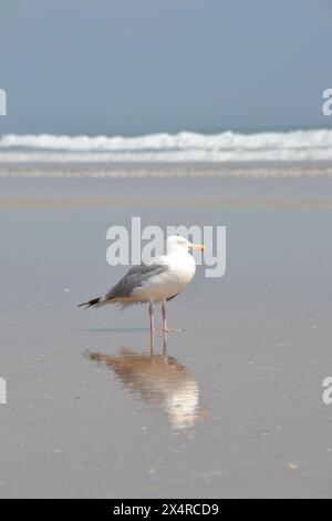 A majestic seagull stands facing right on a sandy beach, mirrored at the water's edge as waves break in the background. Stock Photo