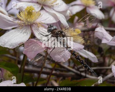 Pretty male blue-eyed darner dragonfly (Rhionaeschna multicolor) perched on a clematis flower. Delta, British Columbia, Canada Stock Photo