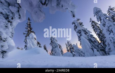 Enchanted ice forest at sunset near Yukon River, Alaska, USA Stock Photo