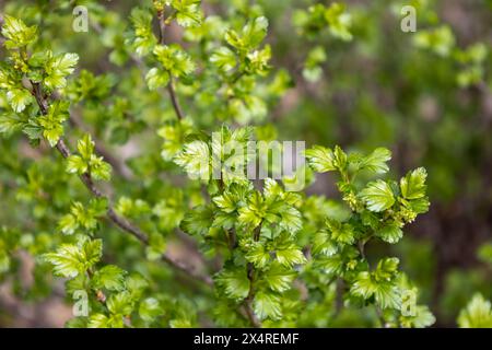 Defocused abstract texture background of young leaves and flowers emerging on an alpine currant (ribes alpinum) bush in early spring Stock Photo