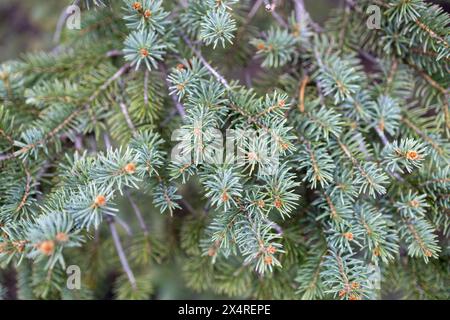Defocused abstract texture background of young branches on a Colorado blue spruce tree (picea pungens) tree in early springconifer Stock Photo