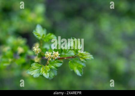 Defocused abstract texture background of young leaves and flowers emerging on an alpine currant (ribes alpinum) bush in early spring Stock Photo