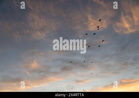 Cockatoos flying below clouds during sunset. Stock Photo