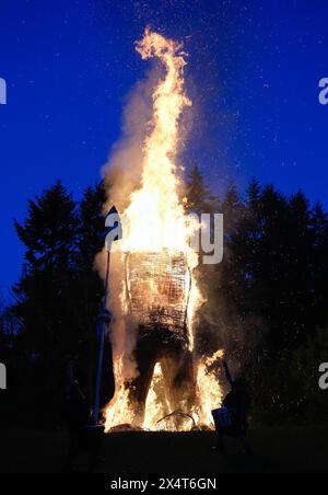 Members of the Pentacle Drummers perform in front of a burning wicker man during the Beltain Celtic Fire Festival at Butser Ancient Farm, near Waterlooville, Hampshire. Picture date: Saturday May 4, 2024. Stock Photo