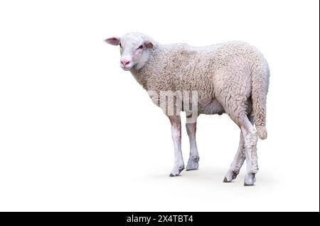 Young sheep isolated on white background. Side view. Stock Photo