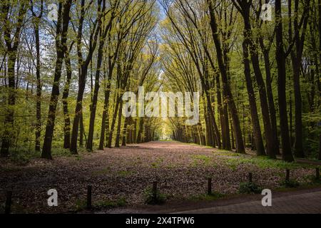 Walking in the forest via the so-called Pieterpad in the spring with the budding fresh green leaves of the beech trees, province of Gelderland, the Ne Stock Photo