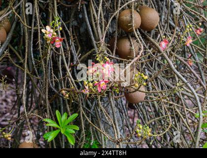 A Cannonball Tree in Singapore Botanic Gardens, Singapore Stock Photo