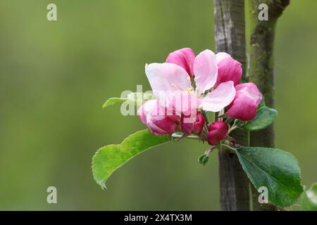 Pink Apple blossom emerging on a twig of an apple tree in Spring Stock Photo