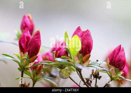 pink azalea buds ready to bloom (Rhododendron molle japonica) Stock Photo