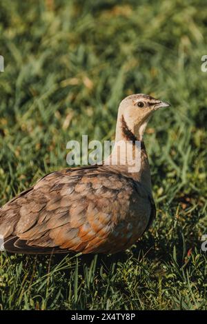 Crowned Lapwing stands alert on Masai Mara grass Stock Photo