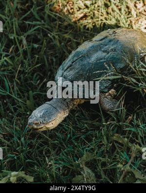 Snapping turtle advances through grassy terrain Stock Photo