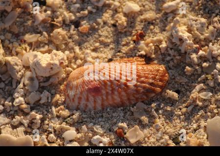 A small shell is laying on the sand. The shell is tan and has a pink spot on it. The sand is white and the shell is the only object visible in the ima Stock Photo