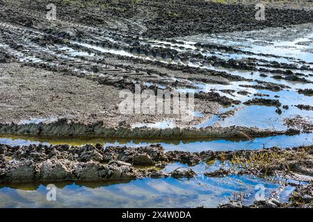 Tractor tyre tracks in muddy waterlogged farm field after heavy rain - central France. Stock Photo