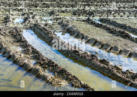 Tractor tyre tracks in muddy waterlogged farm field after heavy rain - central France. Stock Photo