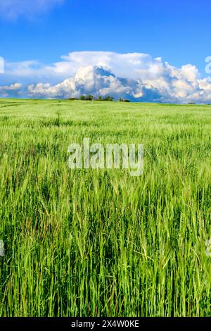 Cumulonimbus thunderstorm clouds forming in distance over farmland with Rye crops growing in Spring - sud-Touraine, central France. Stock Photo