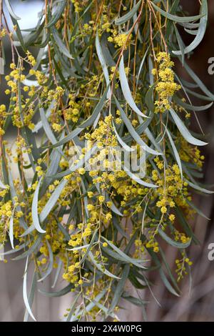 Yellow flowers and blue grey foliage of the Australian native Weeping Myall, Acacia pendula, family Fabaceae, growing in central west NSW Stock Photo