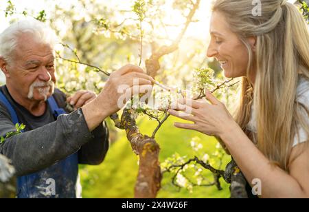 Elderly man and female assistant pollinating apple blossoms together in a sunlit orchard Stock Photo