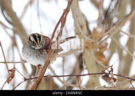 An adult white-throated sparrow (Zonotrichia albicollis) perches on a branch in Indiana, USA with streaks of snow in winter Stock Photo