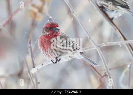 An adult male house finch (Haemorhous mexicanus) perches on a branch in Indiana, USA with streaks of snow in winter Stock Photo