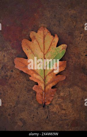 Single autumn ;leaf of English oak tree turning from green to yellow and brown lying on tarnished brass Stock Photo