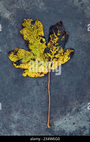 Single autumn leaf and stalk of Fiueld maple turning from green to yellow lying on slate Stock Photo