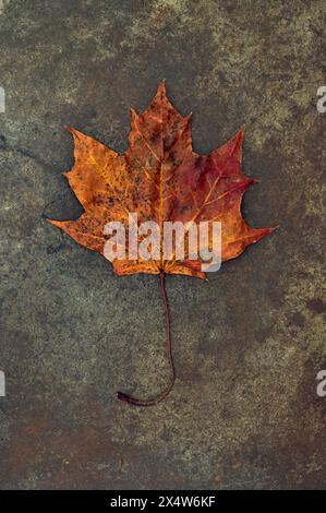 Single autumn leaf and stalk of Norway maple tree turning golden brown and red lying on sandstone Stock Photo