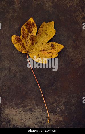 Single autumn leaf and stalk of Hedge maple turning from yellow to golden brown lying on tarnished metal Stock Photo