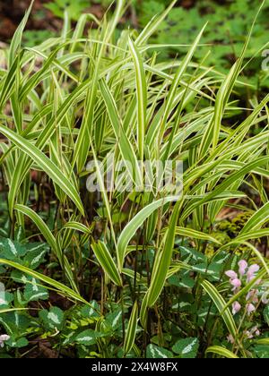 Green and white striped variegation of the hardy Japanese forest grass, Hakonechloa macra 'Samurai' Stock Photo