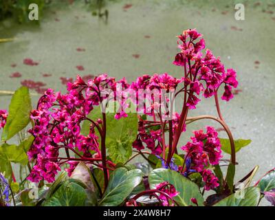 Spring flowers of the hardy, large leaved evergreen perennial garden plant, Bergenia 'Bressingham Salmon' Stock Photo