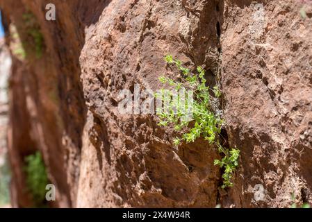 A small plant is growing out of a crack in a rock. The plant is green and he is thriving despite the harsh environment. Concept of resilience and dete Stock Photo