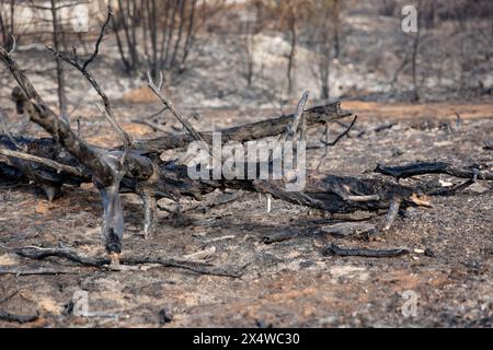 Burned and charred tree from wildfires in Northwest Territories. Over 4 million hectares of forest burned across the NWT, Canada. Stock Photo
