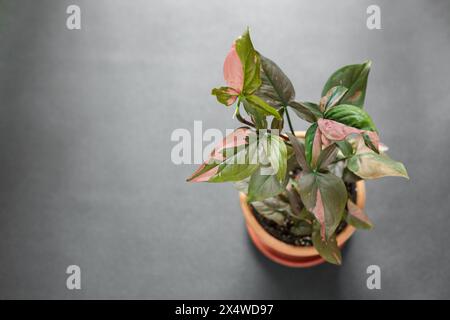 Syngonium Podophyllum Pink Splash Red Spot Potted Plant over Grey Background with Copy Space. Beautiful Plant with Pink Pattern on Green Leaves Stock Photo