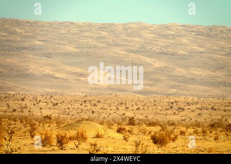 Deserts of central Iran (Iranian plateau) at winter. Deshte-Kevir - saline desert with clayey takyrs. Plot of sandy-clay desert with sparse shrubs (ta Stock Photo