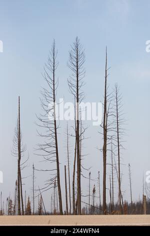 Burned trees still standing after wildfire in Northwest Territories, Canada. Over 4 million hectares of forest burned in 2023. Stock Photo