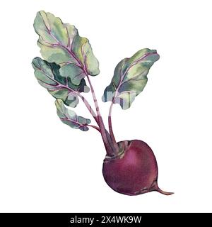Beet root with leaves. Watercolor illustration isolated on white background. Element for packaging Stock Photo