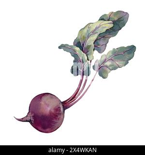 Beet root with leaves. Watercolor illustration isolated on white background. Element for packaging Stock Photo