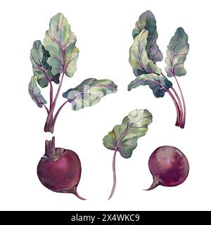 Beets set with beetroots and leaves. Watercolor illustration hand drawn Stock Photo