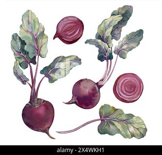 Beetroot set beets with leaves and cut pieces. Watercolor illustration hand drawn Stock Photo