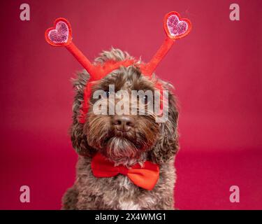 Portrait of a brown cockapoo wearing a red bow tie and a headband with hearts Stock Photo