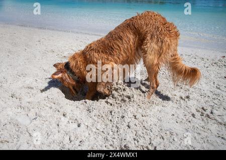 Golden Retriever digging a hole in the sand on a beach, Florida, USA Stock Photo