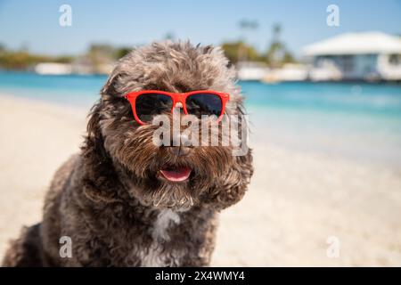 Mini cockapoo standing on the beach wearing red sunglasses, Florida, USA Stock Photo
