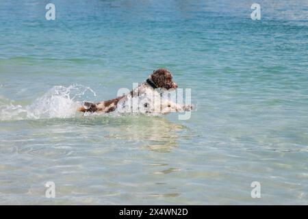 Mini brown and white Bernedoodle running in the ocean, Florida, USA Stock Photo