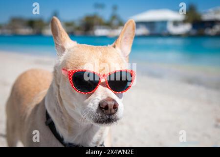 Rat Terrier Chihuahua standing on the beach wearing red sunglasses, Florida, USA Stock Photo