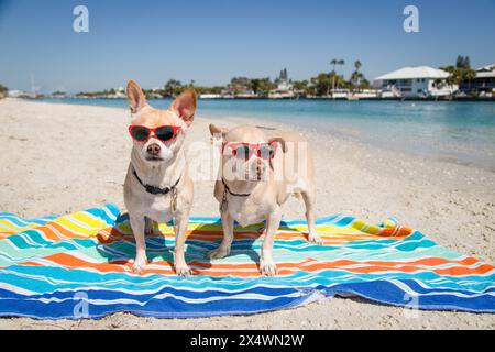 Cheagle and Rat Terrier Chihuahua wearing sunglasses sitting on a towel on beach, Florida, USA Stock Photo