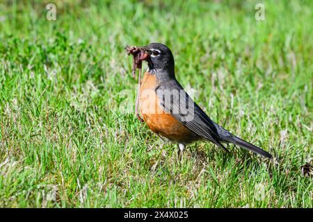 American robin gathering earthworms in sunshine on lawn with mouth full of food in spring in Washington State Stock Photo